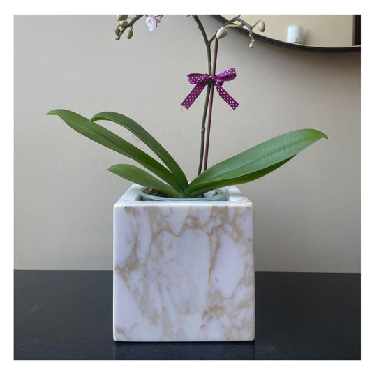 MACETERO CALACATTA GOLD